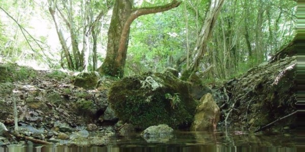 Los mejores consejos de supervivencia en la naturaleza