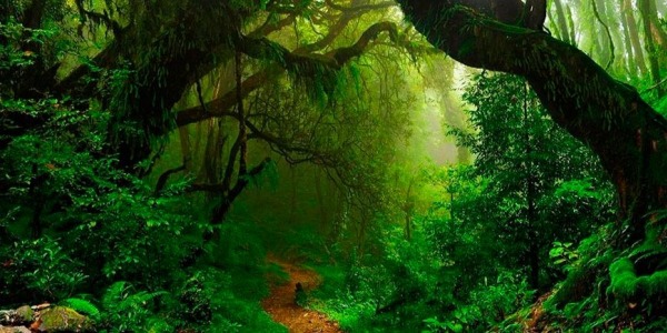 Trucos para orientarse en la naturaleza 